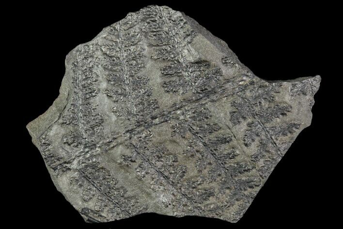 Pennsylvanian Fossil Fern (Lyginopteris) - Alabama #112726